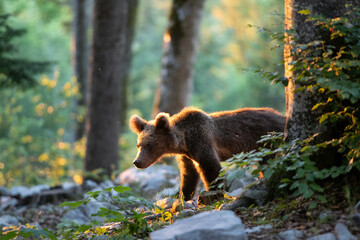 Brown bears in the forest. European bear moving in nature. Brown bear from Slovenia. Wildlife...
