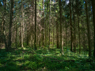 Deep forest with pine trees in summertime. Wild flora and nature of Northern Europe