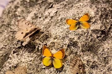 Queen butterfly (Danaus gylippus) with colorful butterflies flowers