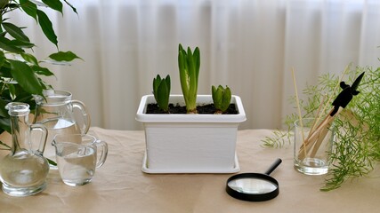 Growing hyacinth flowers in the pot on the table. Watering and running items.