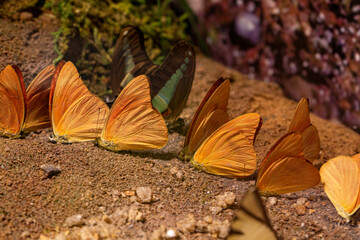 Queen butterfly (Danaus gylippus) with colorful butterflies flowers