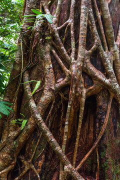 Strangler Fig Tree in temperate rainforest, UNESCO World Natural Heritage Site, Fraser Island, Great Sandy National Park, Queensland, Australia.