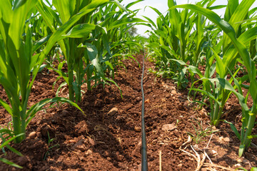 Organic young corn plant with drip irrigation system.