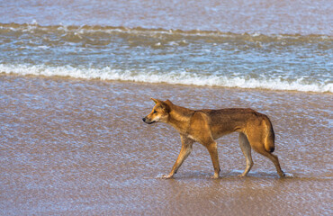 Fototapeta na wymiar Dingo on 75 mile beach on Fraser Island, Queensland, Australia. 