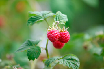 raspberries on a branch in a village garden