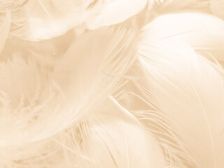 Obraz premium Beautiful abstract gray and white feathers on white background, soft brown feather texture on white pattern background, yellow feather background
