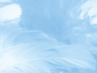 Obraz premium Beautiful abstract colorful blue feathers on white background and soft white feather texture on blue pattern and blue background, feather background, blue banners