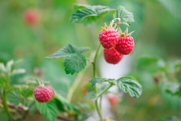 raspberries on a branch in a village garden