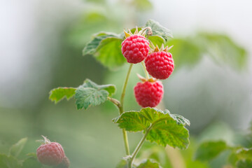raspberries on a branch in a village garden