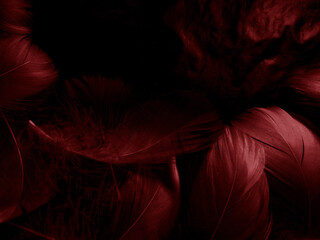 Beautiful abstract white and red feathers on black background and soft white feather texture on red...