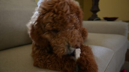 A young Goldendoodle chews on a toy and looks up at the camera. Close up of the puppy