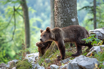 Brown bears in the forest. European bear moving in nature. Brown bear from Slovenia. Wildlife...