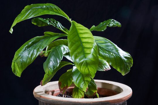 Ayahuasca ingredient, chacruna (Psychotria viridis) plant in a pot on a wooden table against a black background