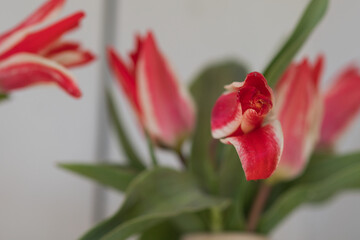 Close up from red tulips on a white background photo made in Weert the Netherlands