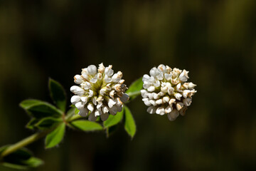 plant, leaf pattern and colorful flower