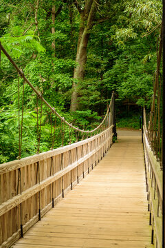 wooden bridge in the forest © Phil