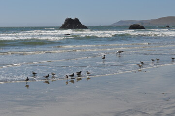 seagulls on the beach