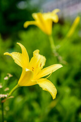 Fototapeta na wymiar yellow lily flower