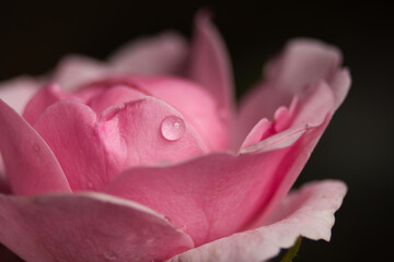 close up of pink rose with a waterdrop, photo made in Weert the Netherlands