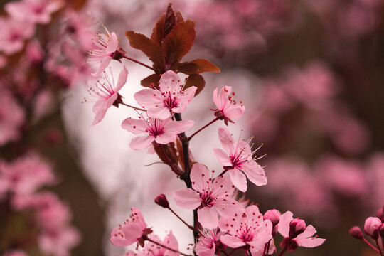 Japanese blossem in the spring, photo made in Weert the Netherlands