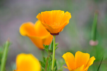 Obraz na płótnie Canvas California poppy close up photo made in Weert the Netherlands