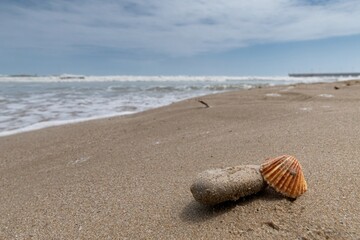 Spiaggia - Conchiglie