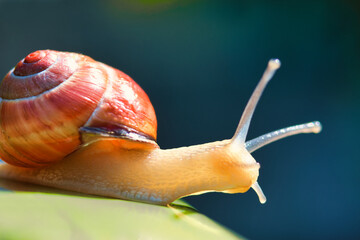 Close up from a snail  in the sun photo made in Weert the Netherlands