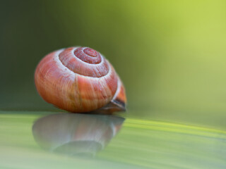 Snailhouse close up photo with a green background, made in Weert the Netherlands