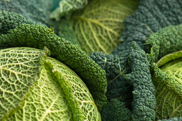 Savoy Cabbages (Brassica oleracea var. sabauda) close up