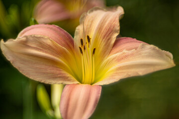 Taglilie © Cornelia