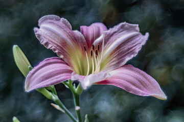 Fototapeta premium Taglilie