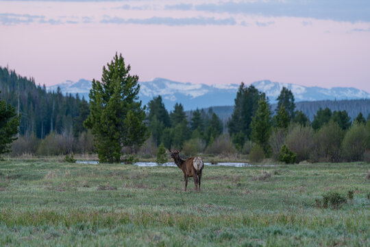 Elk in Rocky Mountain National Park - Powered by Adobe