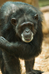 Old Timer - Elderly Chimpanzee