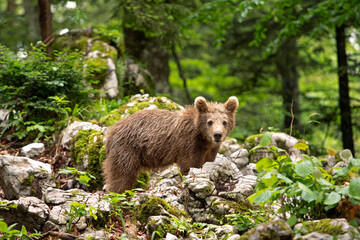 Brown bears in the forest. European bear moving in nature. Brown bear from Slovenia. Wildlife walking in nature. Bear in wildlife. Small bears in the forest. Spring in nature. 