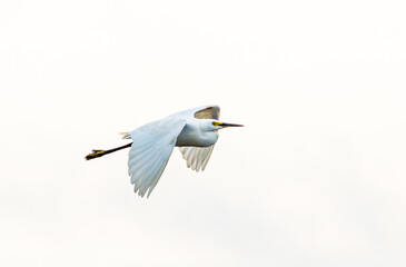 A Great Egret in flight at Kakadoo in Northern Territory, Australia. 