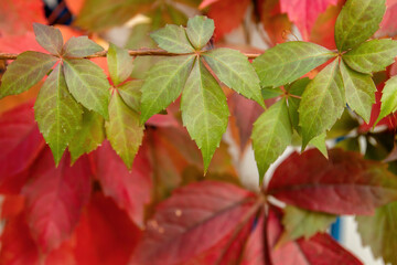 Victoria creeper autumnal foliage