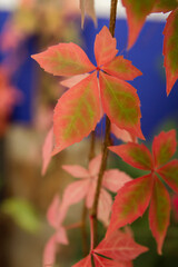 Victoria creeper autumnal leaves