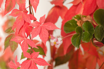 Victoria creeper autumnal leaves
