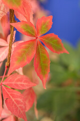 Victoria creeper autumnal leaves