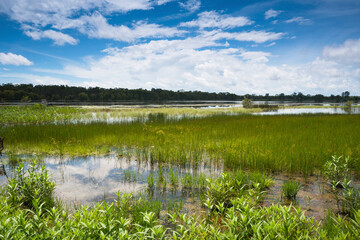 Flooded wetlands during the wet season