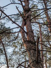 A pine tree whose trunk splits and then joins together again to form a needle eye