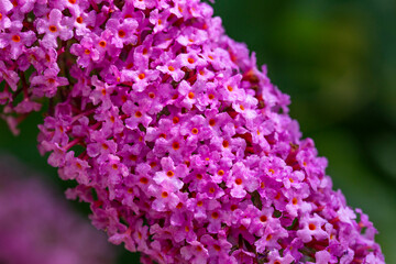 Butterfly lilac close-up of flowers