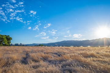 Dried grassy field with irrigation sprinklers in the background near Reno, Nevada.
