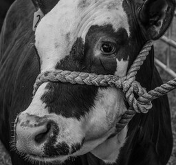 Calf Head