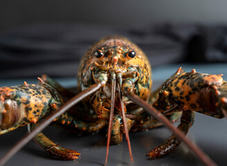 Fresh lobster macro closeup, focus on eyes