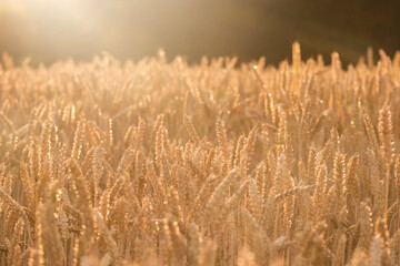 Golden ears of wheat, can be used as agricultural background.