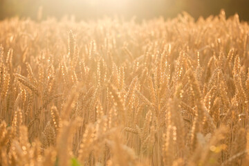 Golden ears of wheat, can be used as blurred background.