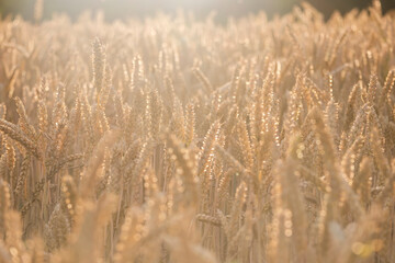 Fototapeta premium Golden ears of wheat, close-up.