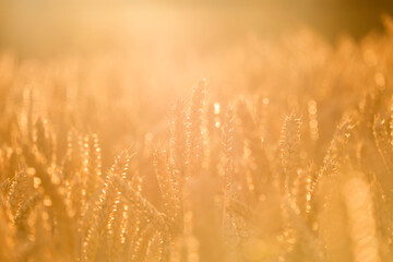 Golden ears of wheat, close-up.