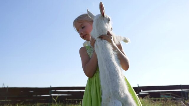 A six year old girl is circling and playing with a small white goat.
